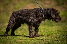 DALI, Hund, Puli-Mix in Ungarn - Bild 7
