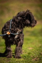 DALI, Hund, Puli-Mix in Ungarn - Bild 8