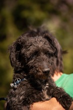 DALI, Hund, Puli-Mix in Ungarn - Bild 9