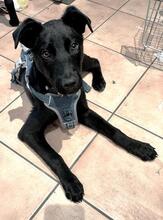 CARLOS, Hund, Labrador Retriever-Mix in Gräfelfing - Bild 2