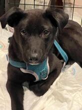 CARLOS, Hund, Labrador Retriever-Mix in Gräfelfing - Bild 3