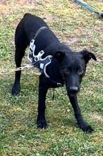 CARLOS, Hund, Labrador Retriever-Mix in Gräfelfing - Bild 4