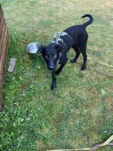 CARLOS, Hund, Labrador Retriever-Mix in Gräfelfing - Bild 5