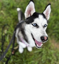 YARA, Hund, Siberian Husky in Spanien - Bild 1