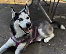 YARA, Hund, Siberian Husky in Spanien - Bild 2