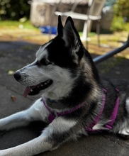 YARA, Hund, Siberian Husky in Spanien - Bild 3