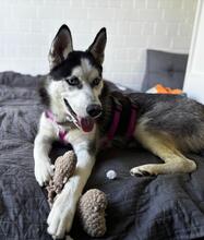 YARA, Hund, Siberian Husky in Spanien - Bild 4
