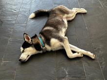 YARA, Hund, Siberian Husky in Spanien - Bild 5