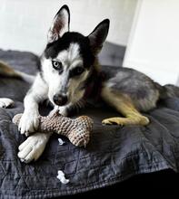 YARA, Hund, Siberian Husky in Spanien - Bild 6