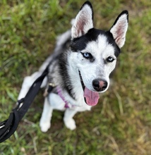 YARA, Hund, Siberian Husky in Spanien - Bild 7