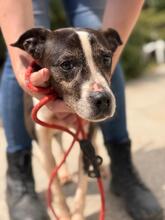 MARIBEL, Hund, Boston Terrier-Mix in Spanien - Bild 1