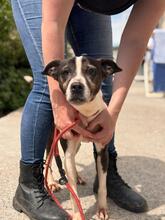 MARIBEL, Hund, Boston Terrier-Mix in Spanien - Bild 10