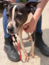 MARIBEL, Hund, Boston Terrier-Mix in Spanien - Bild 11