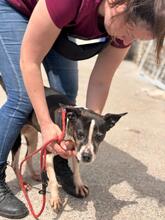 MARIBEL, Hund, Boston Terrier-Mix in Spanien - Bild 12
