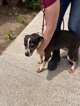 MARIBEL, Hund, Boston Terrier-Mix in Spanien - Bild 15
