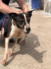 MARIBEL, Hund, Boston Terrier-Mix in Spanien - Bild 16