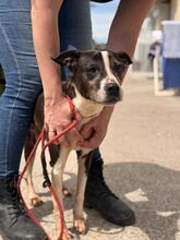 MARIBEL, Hund, Boston Terrier-Mix in Spanien - Bild 2