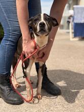 MARIBEL, Hund, Boston Terrier-Mix in Spanien - Bild 5