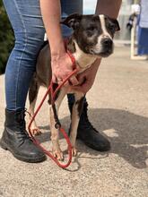 MARIBEL, Hund, Boston Terrier-Mix in Spanien - Bild 8