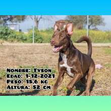 TYSON, Hund, Mischlingshund in Spanien - Bild 1