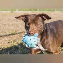 TYSON, Hund, Mischlingshund in Spanien - Bild 2