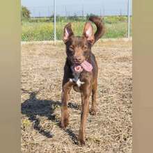 TYSON, Hund, Mischlingshund in Spanien - Bild 3