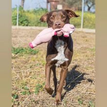 TYSON, Hund, Mischlingshund in Spanien - Bild 6