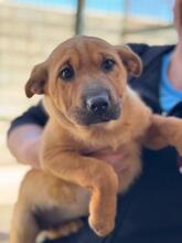POLARIS, Hund, Shar Pei-Mix in Spanien - Bild 1