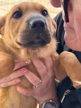 POLARIS, Hund, Shar Pei-Mix in Spanien - Bild 2