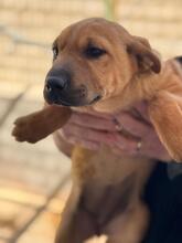 POLARIS, Hund, Shar Pei-Mix in Spanien - Bild 3