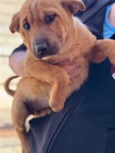 POLARIS, Hund, Shar Pei-Mix in Spanien - Bild 4