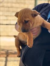 POLARIS, Hund, Shar Pei-Mix in Spanien - Bild 5