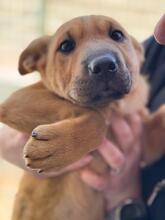 POLARIS, Hund, Shar Pei-Mix in Spanien - Bild 6
