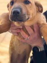 POLARIS, Hund, Shar Pei-Mix in Spanien - Bild 7
