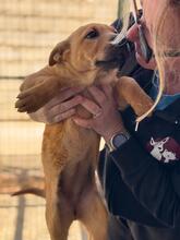 POLARIS, Hund, Shar Pei-Mix in Spanien - Bild 8