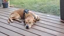 BOST, Hund, Labrador-Mix in Karlstein - Bild 1