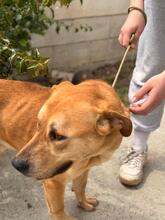 BOST, Hund, Labrador-Mix in Karlstein - Bild 10