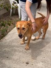 BOST, Hund, Labrador-Mix in Karlstein - Bild 11