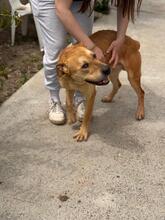 BOST, Hund, Labrador-Mix in Karlstein - Bild 12