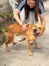 BOST, Hund, Labrador-Mix in Karlstein - Bild 13