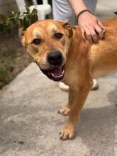 BOST, Hund, Labrador-Mix in Karlstein - Bild 14