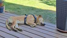 BOST, Hund, Labrador-Mix in Karlstein - Bild 2