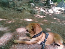 BOST, Hund, Labrador-Mix in Karlstein - Bild 3