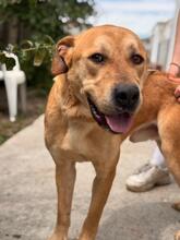 BOST, Hund, Labrador-Mix in Karlstein - Bild 5