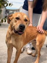 BOST, Hund, Labrador-Mix in Karlstein - Bild 6