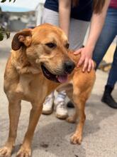 BOST, Hund, Labrador-Mix in Karlstein - Bild 7