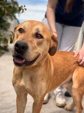BOST, Hund, Labrador-Mix in Karlstein - Bild 9