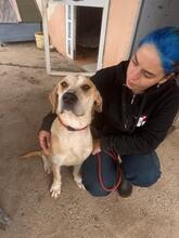 ALMA, Hund, Mischlingshund in Spanien - Bild 1