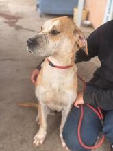 ALMA, Hund, Mischlingshund in Spanien - Bild 2