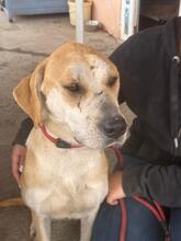 ALMA, Hund, Mischlingshund in Spanien - Bild 3